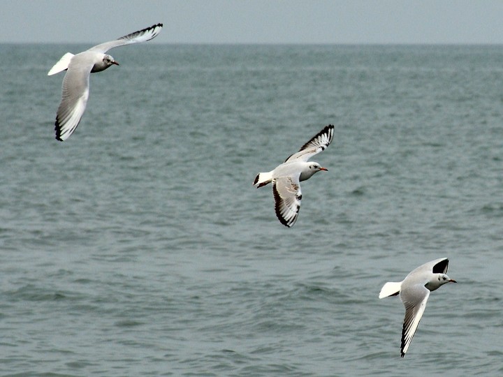 flying bird abow the caspian sea