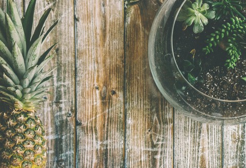 Cactuses