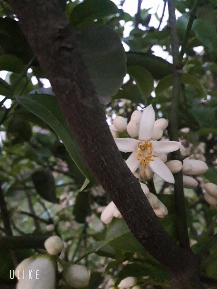 flowers in ma garden ❤?