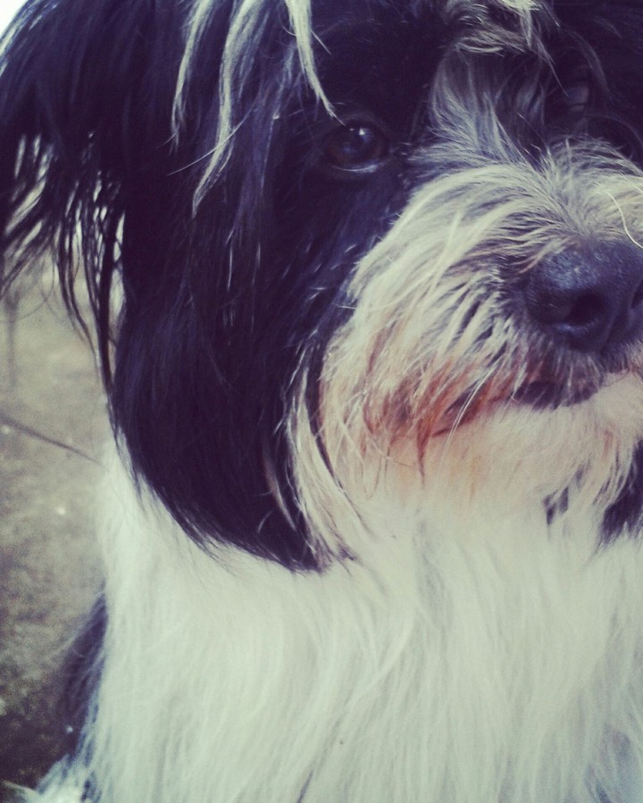 cachorro