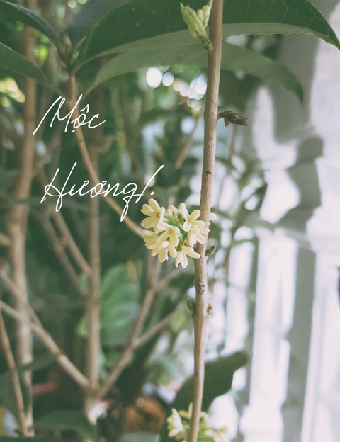 album mộc hương