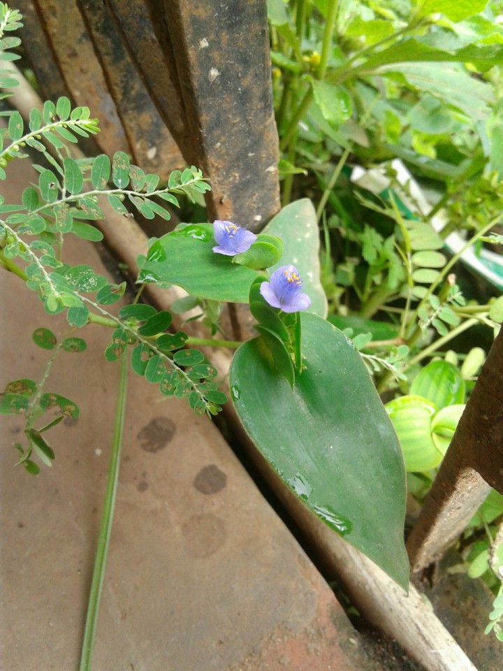buetty