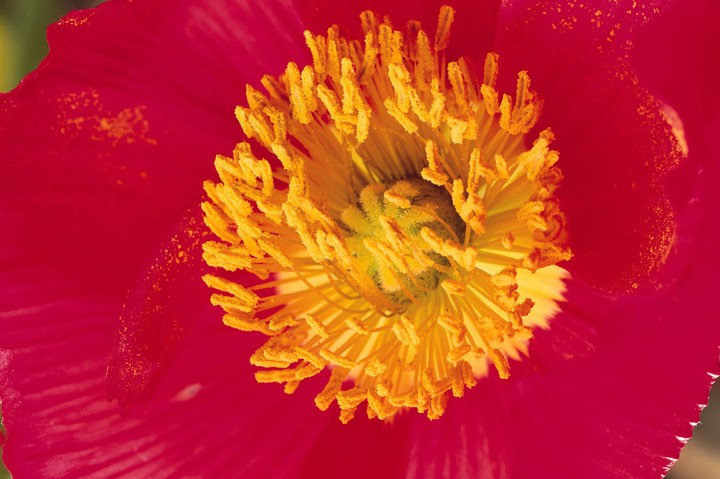 Beautiful Flowers