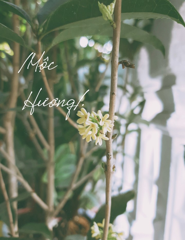 album mộc hương