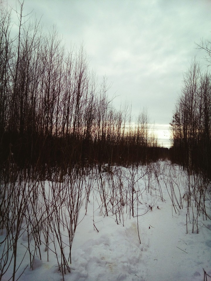 лес, зима