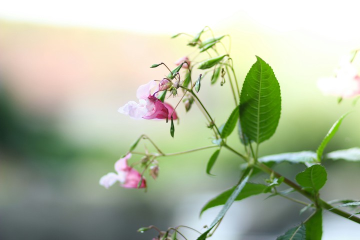 In Summermood