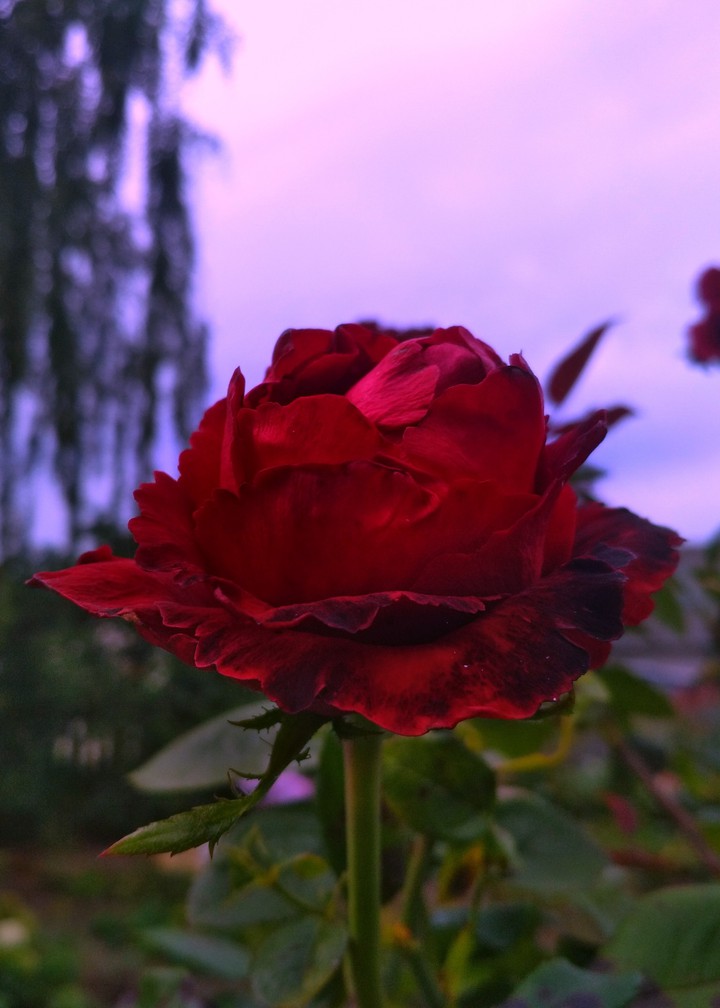purple_rose_Violet