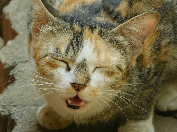 cats#cute#expressions#captured