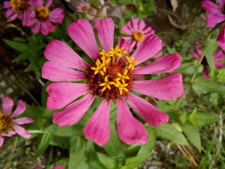 flowers
