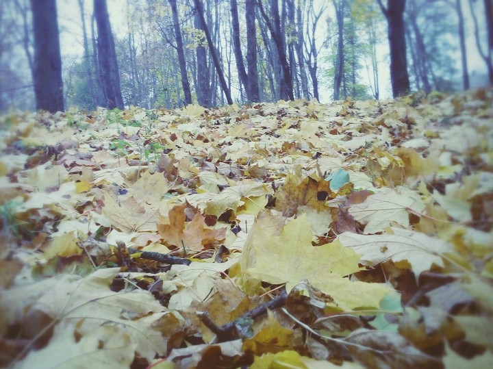 Autumn leaves