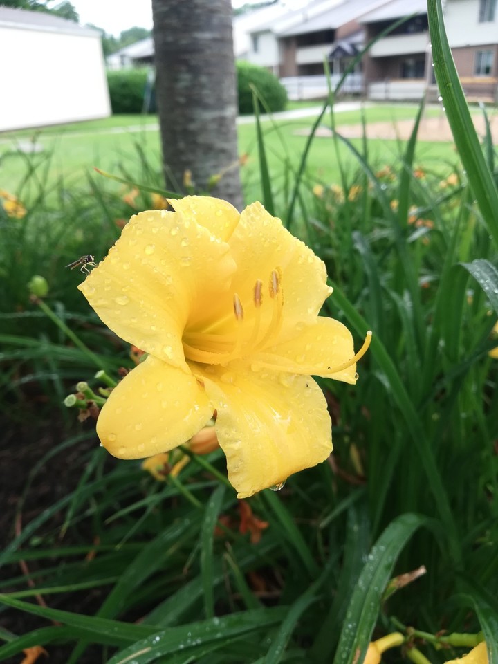 Yellow flower