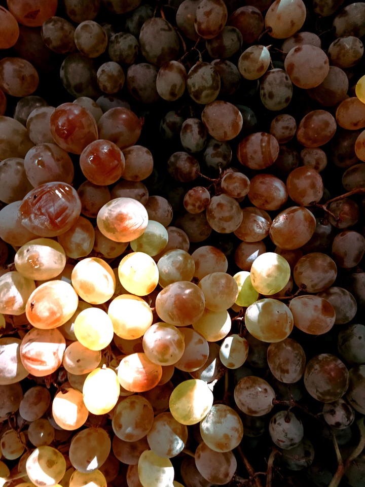 grape , berry