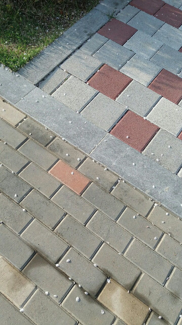 벚꽃잎