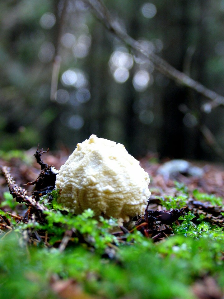 Young amanita muscaria (part 2).