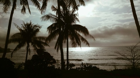 trees