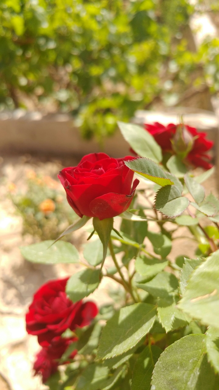 flowers