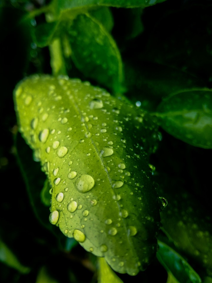 Drops