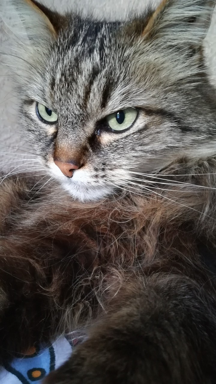 My cat