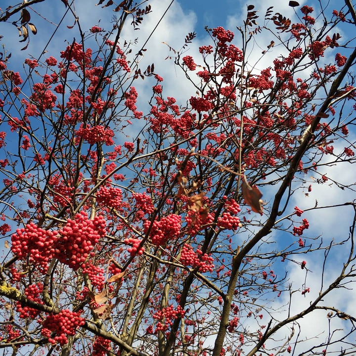 berry