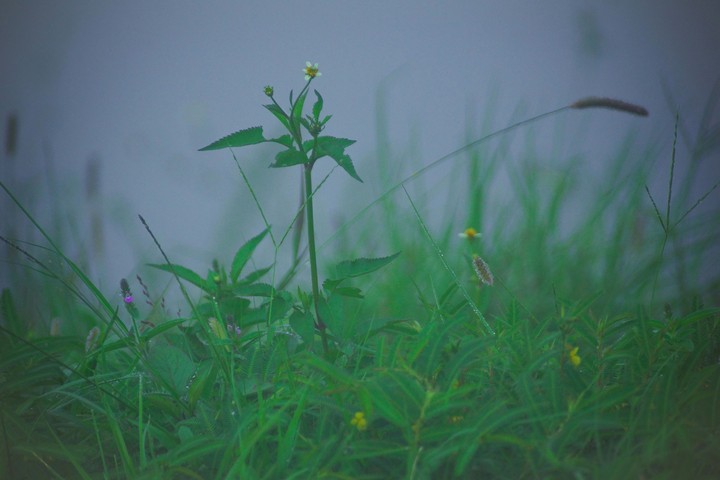 Grass green