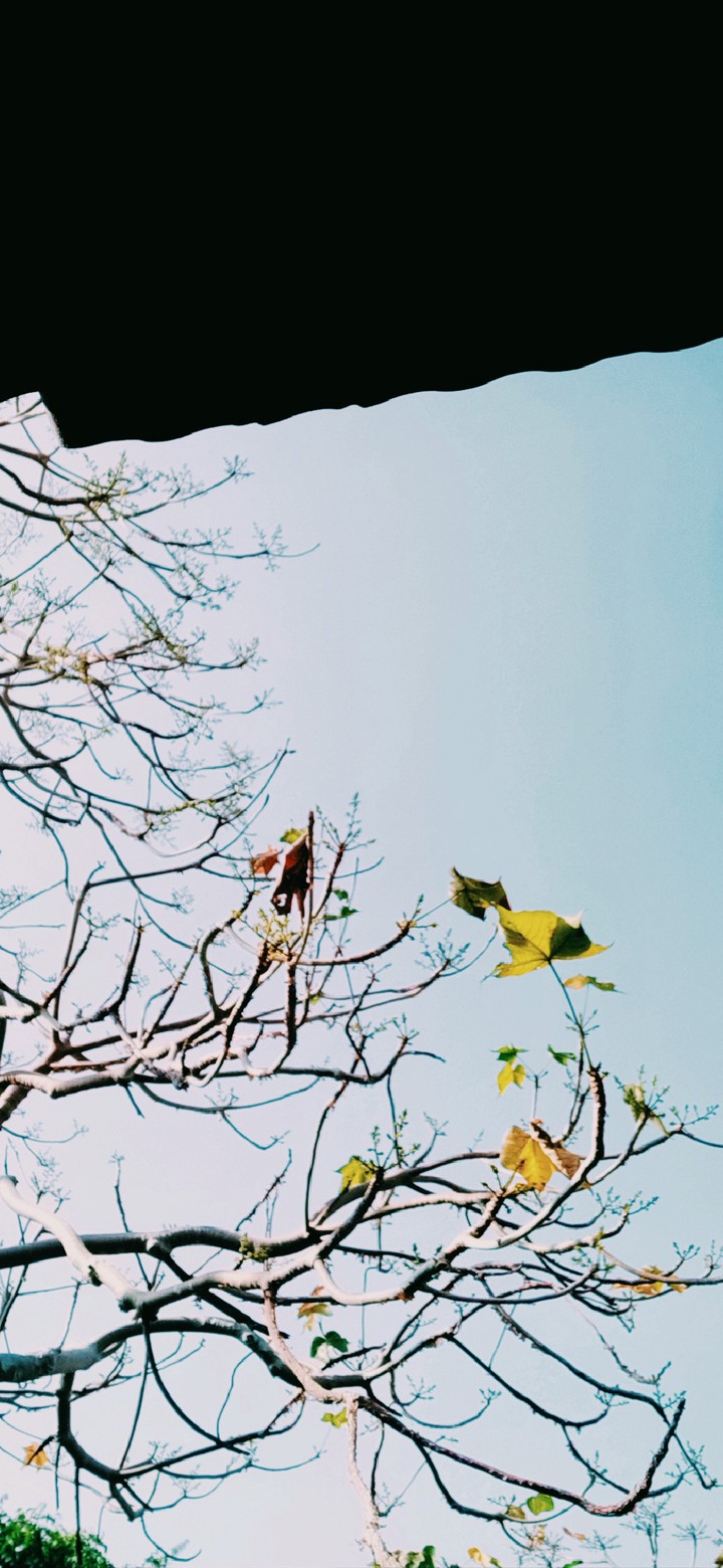 tree