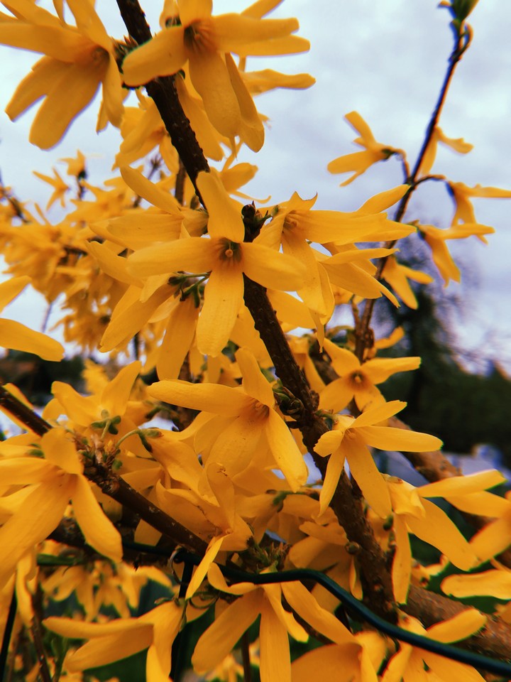 Yellow Flowers 