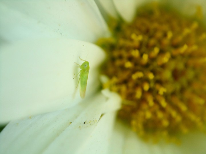 cigarra minuscula