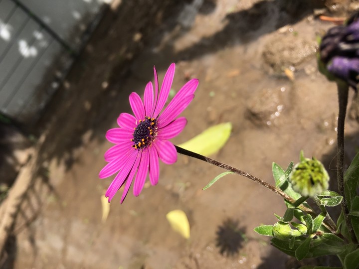 pink flower