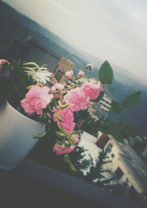 My Flowers