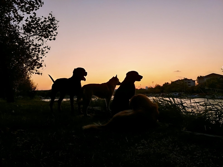 sunset dogs