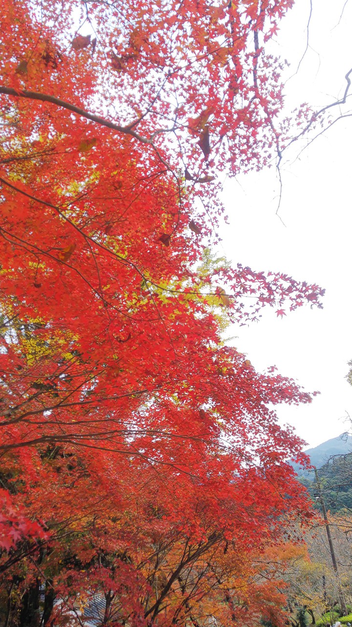 紅葉