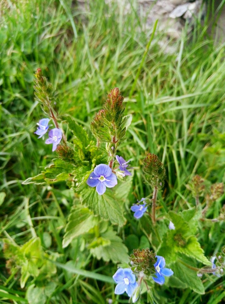 carpatian flowers