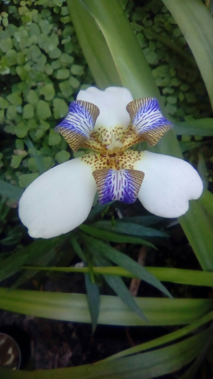 Iris de praia