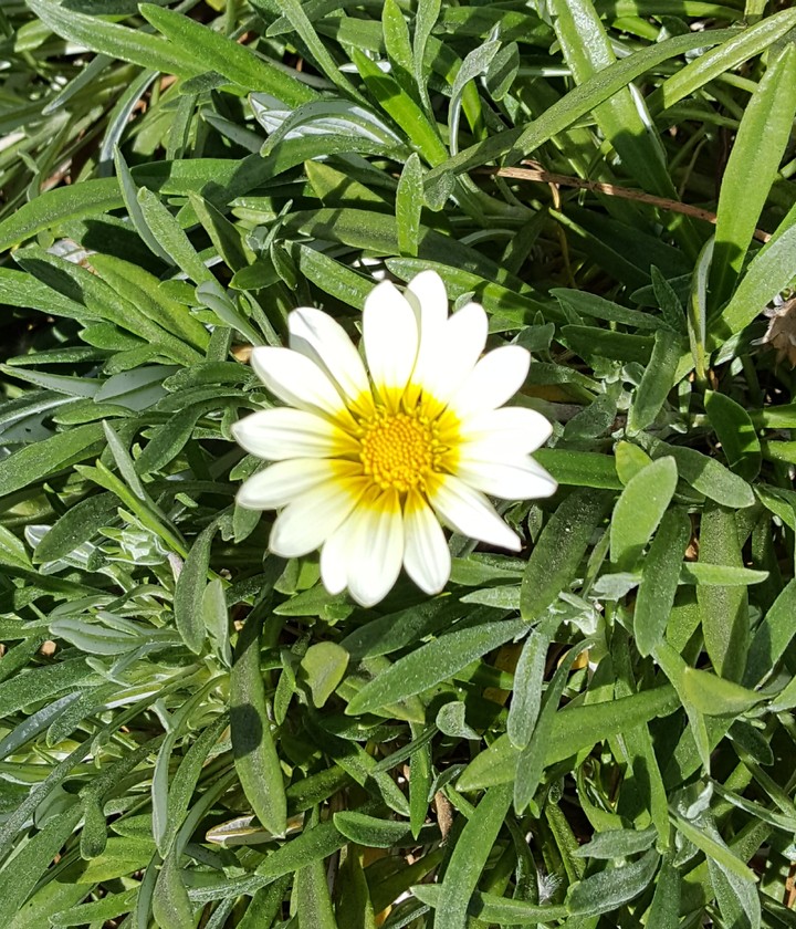 small white and yellow flower