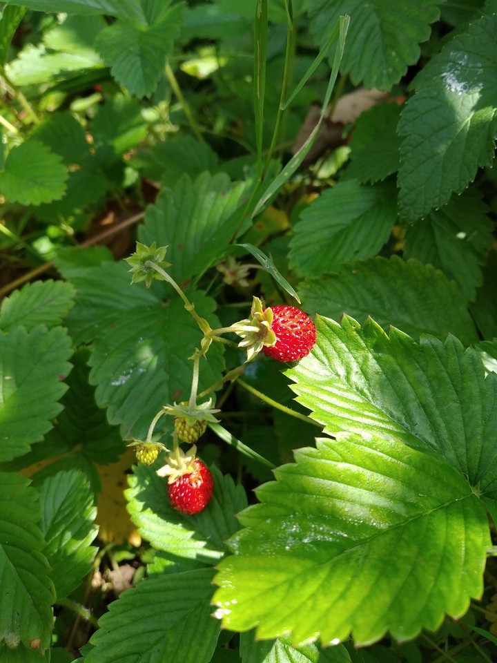 Strawberries in garden
