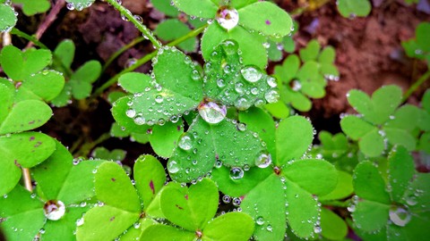 moisture, plant壁紙