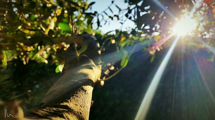 tree