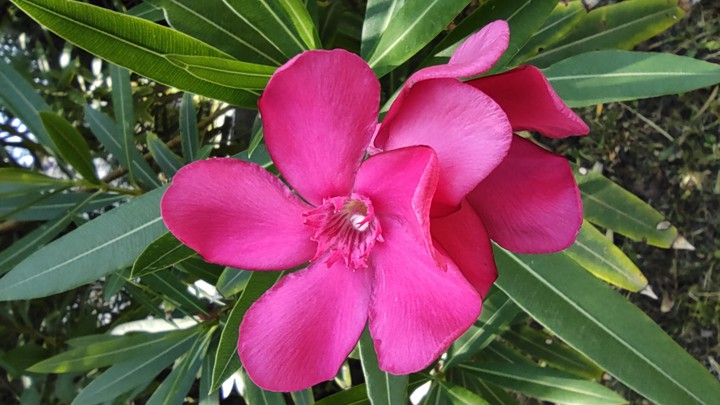 Flowers