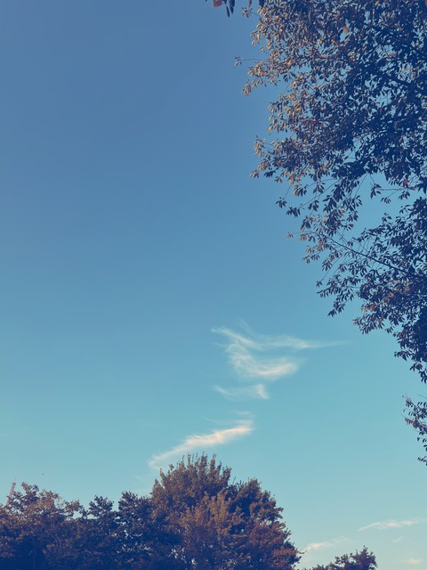daytime, leaf壁紙