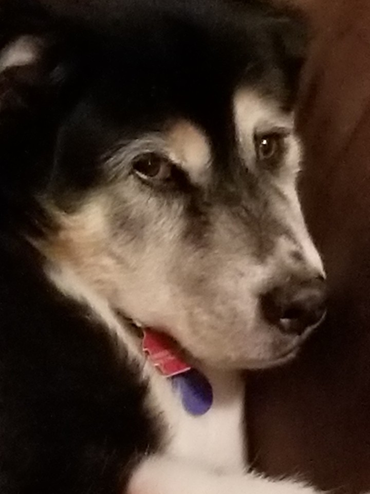 buddy