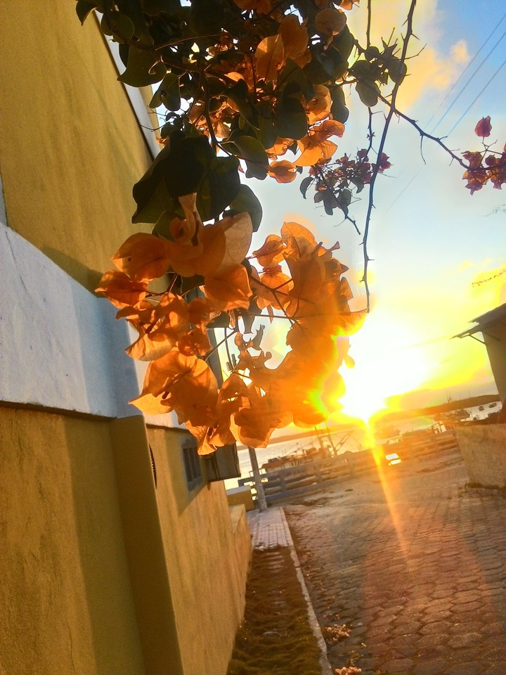 O filtro das flores