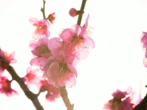 plumblossom