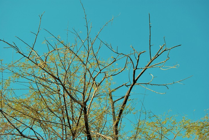 treeee