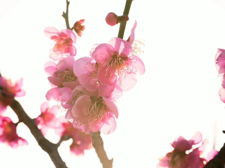 plumblossom