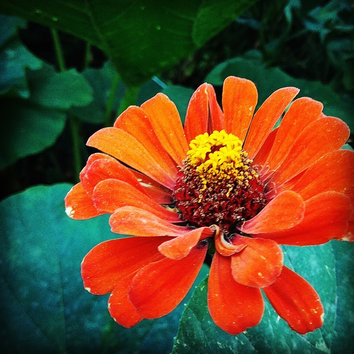 Flower