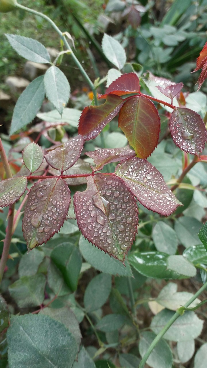 Dew drops on leaves