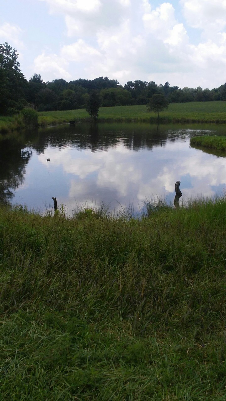 pond