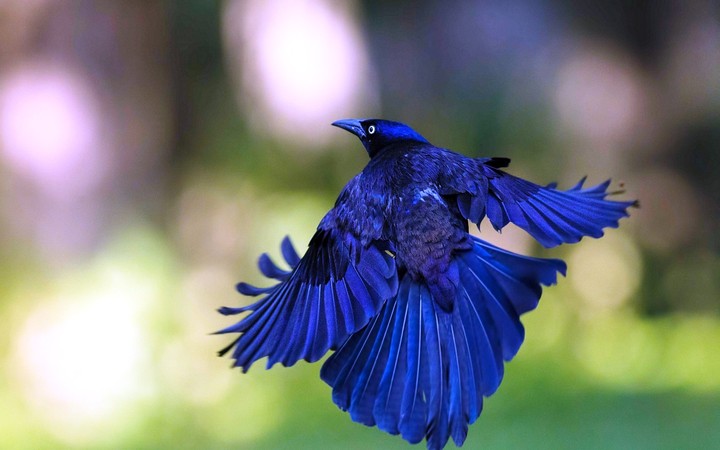 Blue Bird