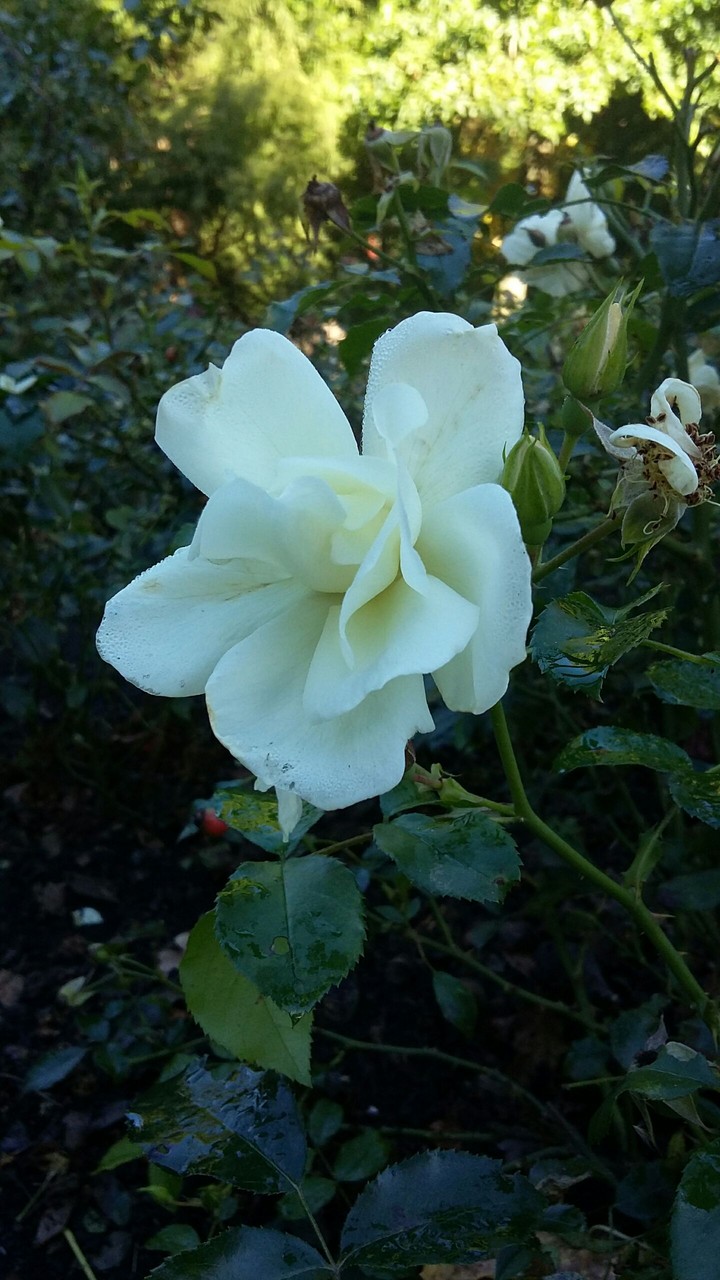 Fine flower