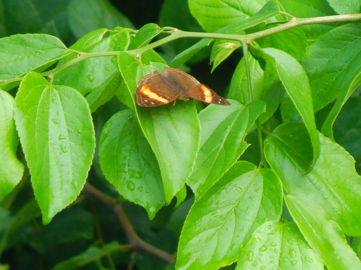 The buterfly